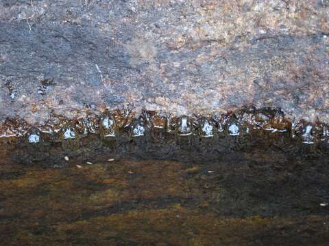 Image of Mantidactylus bourgati Guibé 1974