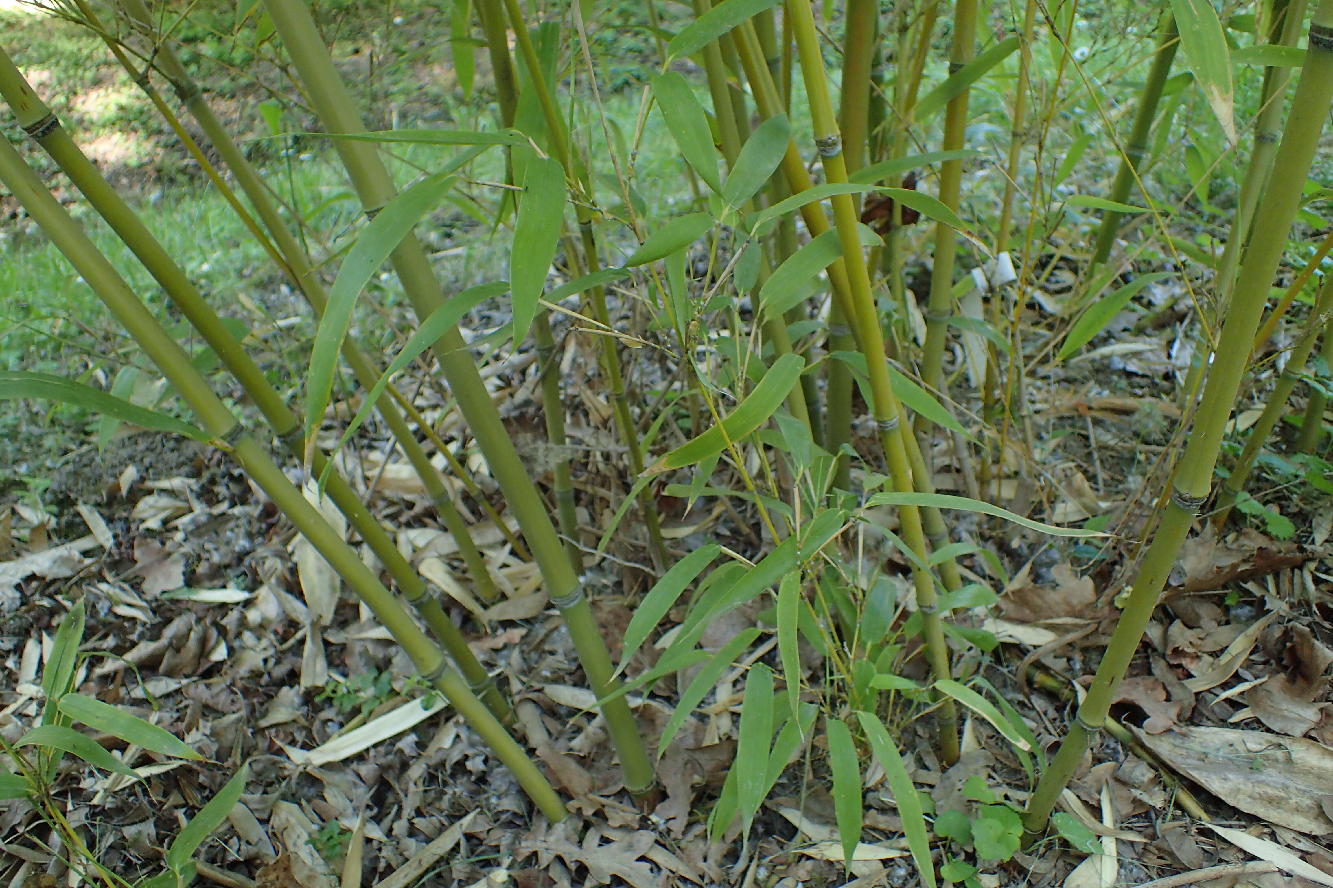 Image of Phyllostachys mannii Gamble