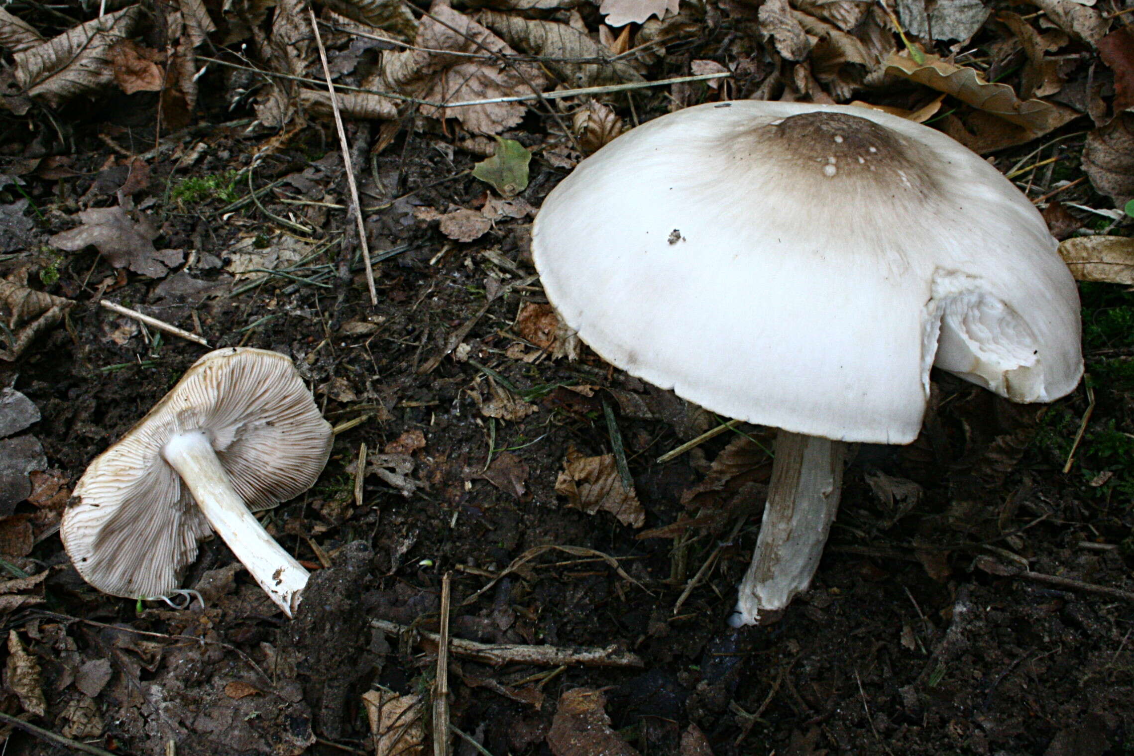 Pluteus salicinus (Pers.) P. Kumm. 1871 resmi