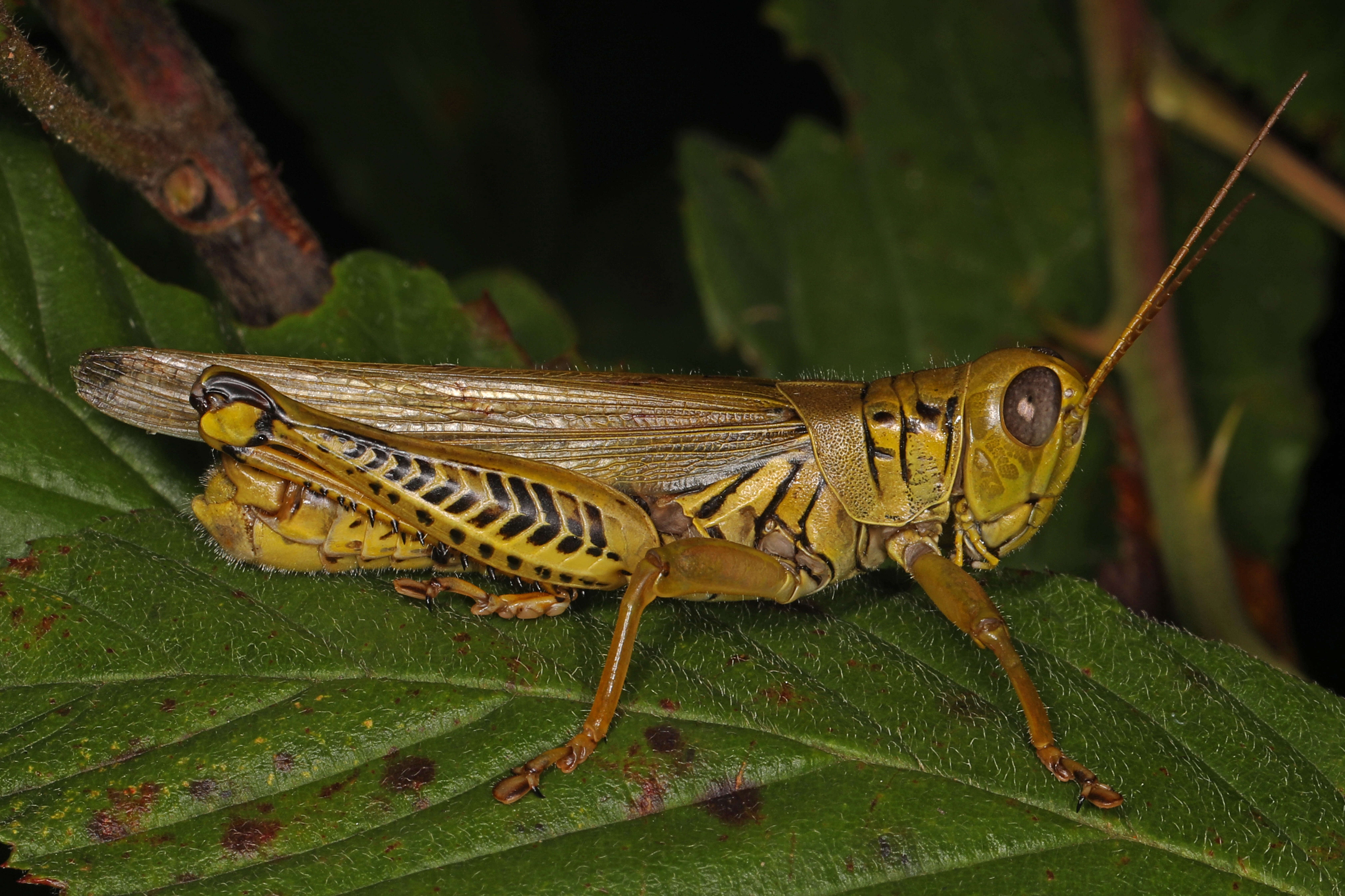 Image of Differential Grasshopper