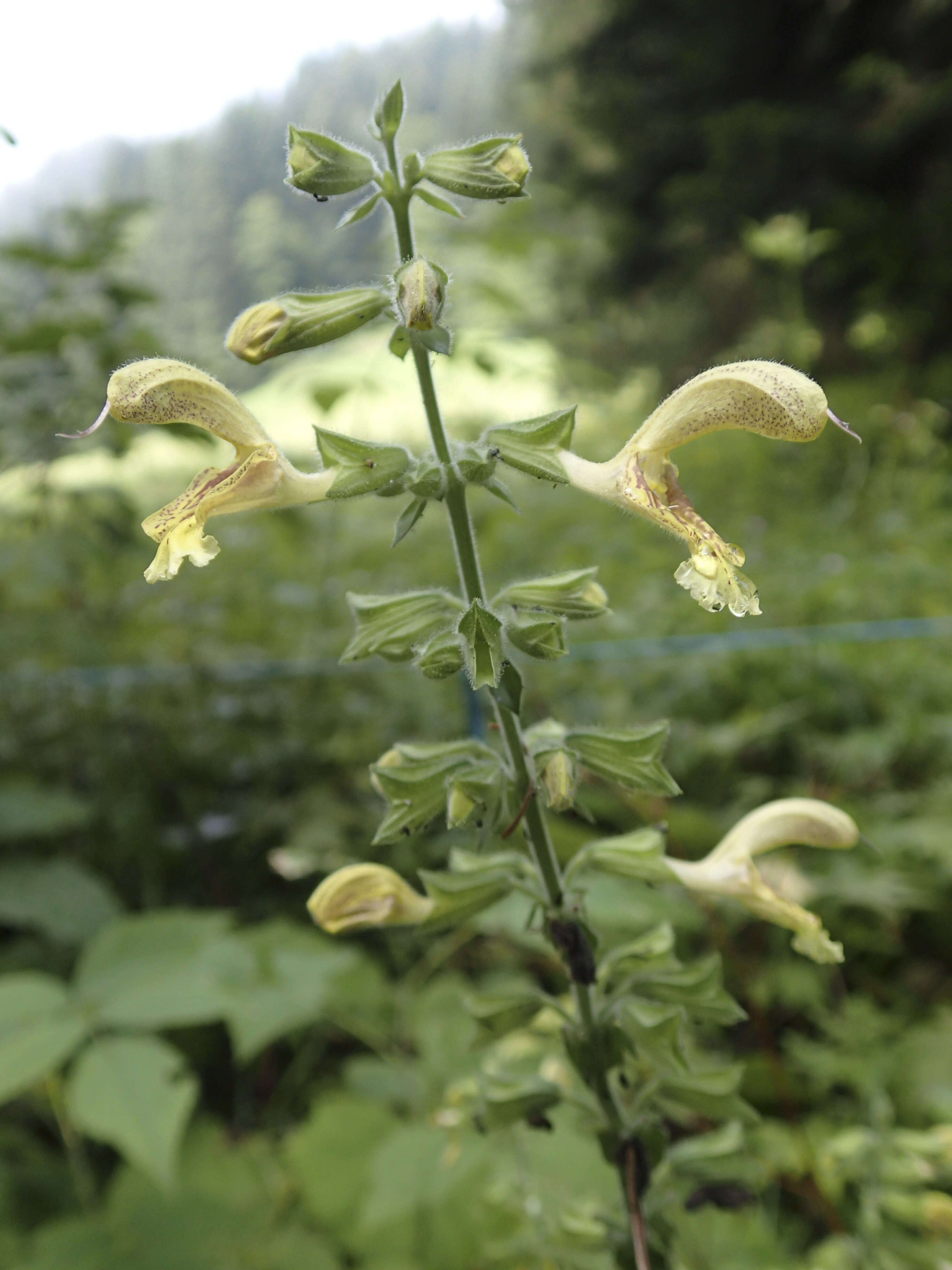 Imagem de Salvia glutinosa L.