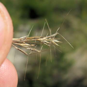 Image of Aristida benthamii Henrard