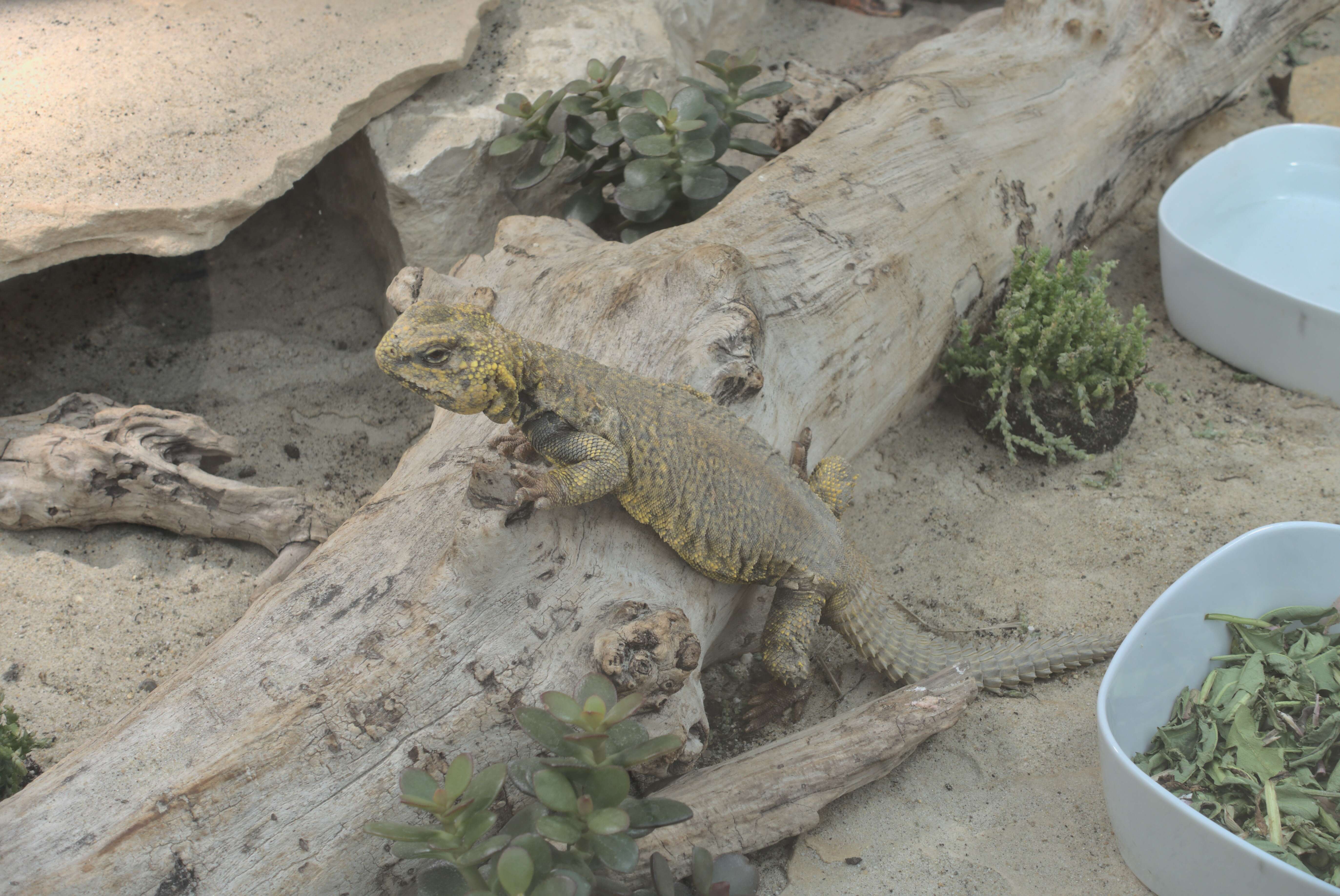 Image of Saharan spiny-tailed lizard