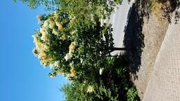 Image of Japanese Tree Lilac