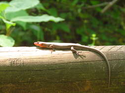 Image of Broad-headed Skink