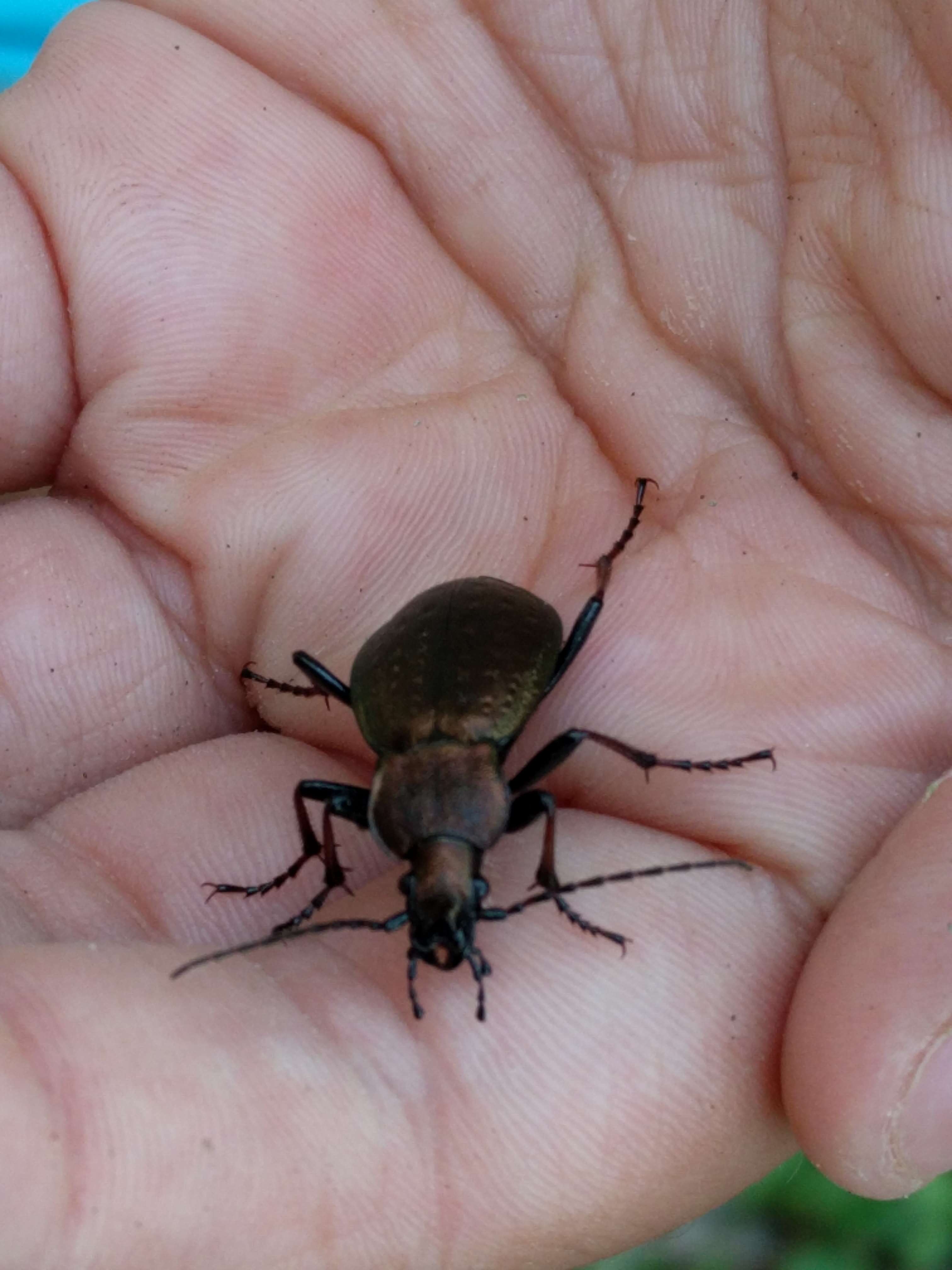 Image of Carabus (Orinocarabus) sylvestris Panzer 1793