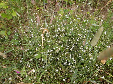 Image of common starwort