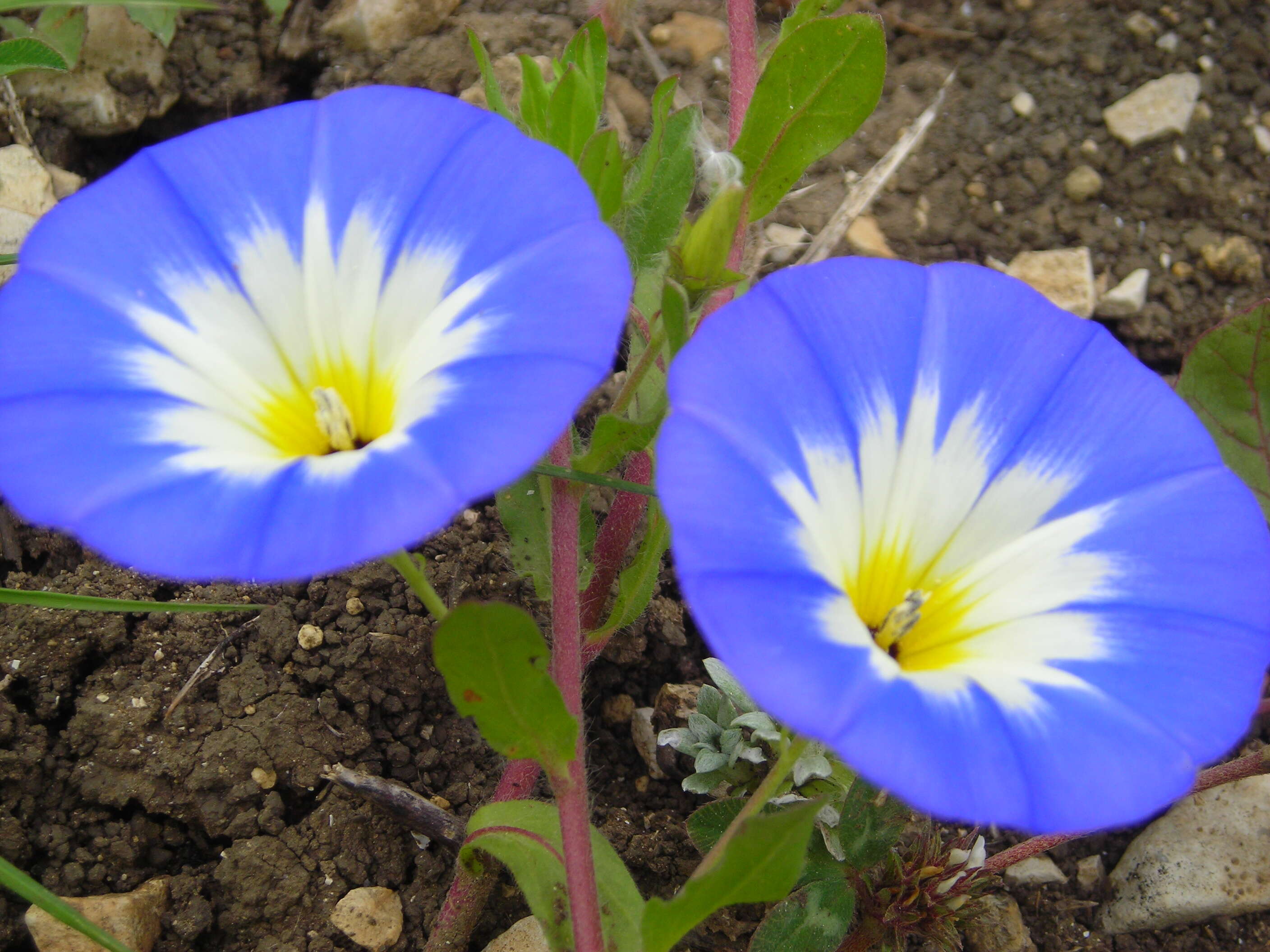 Image of Dwarf Morning Glory