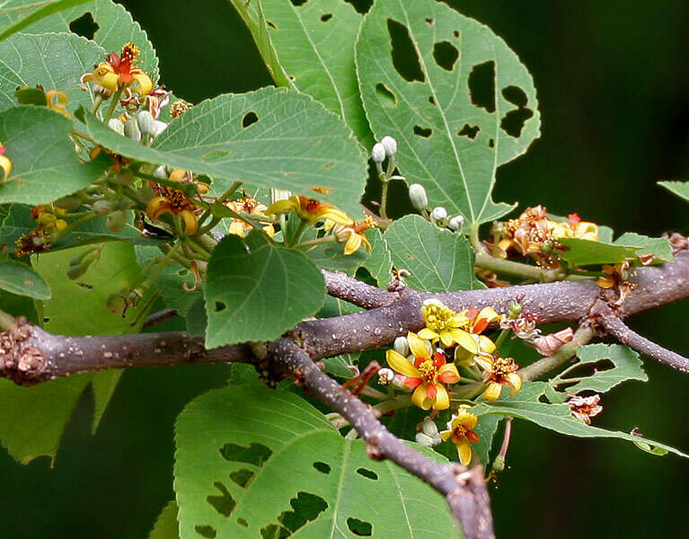 Image of Grewia tiliifolia Vahl