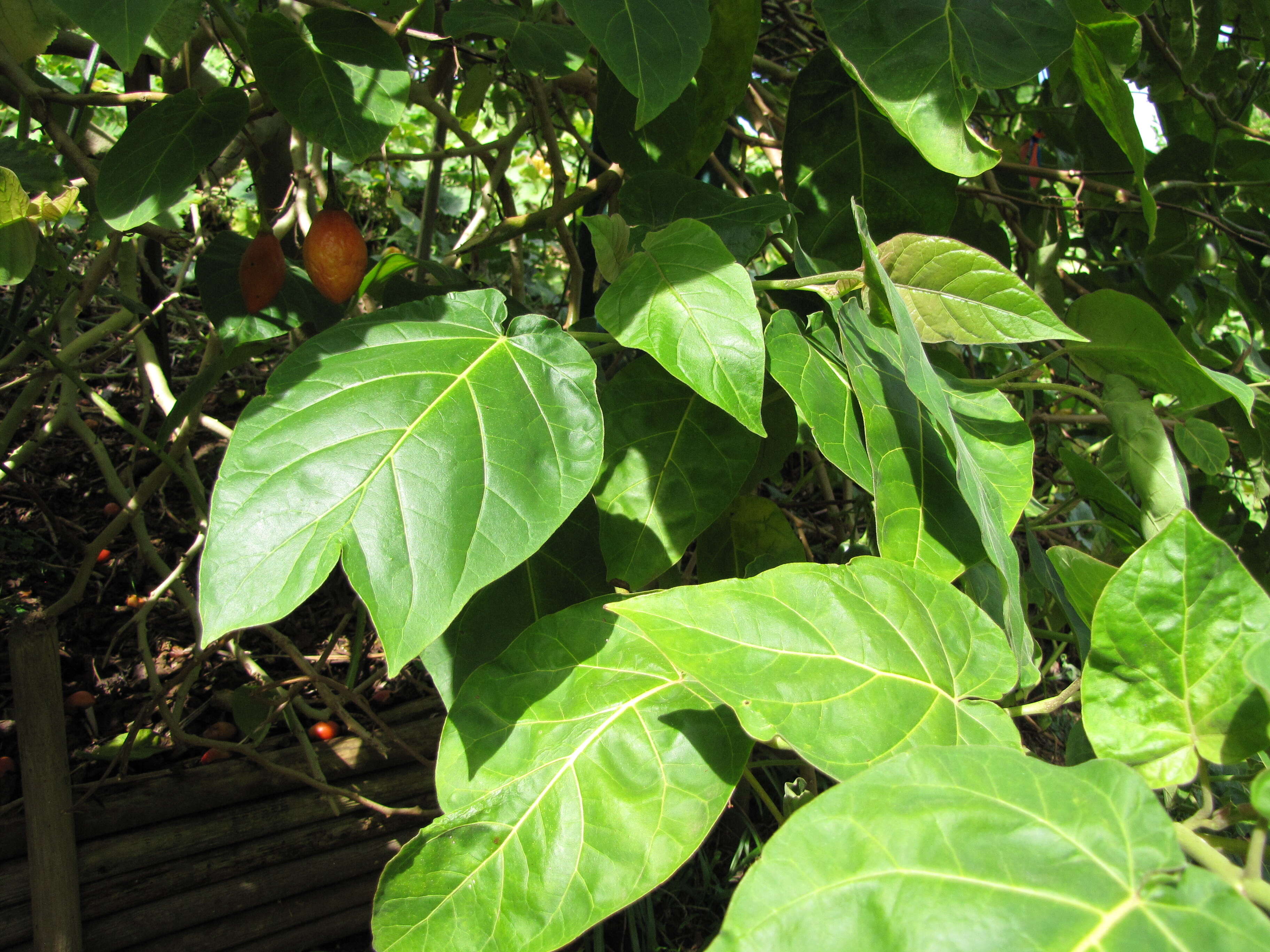 Image of Tamarillo