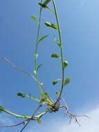 Image of tufted milkwort