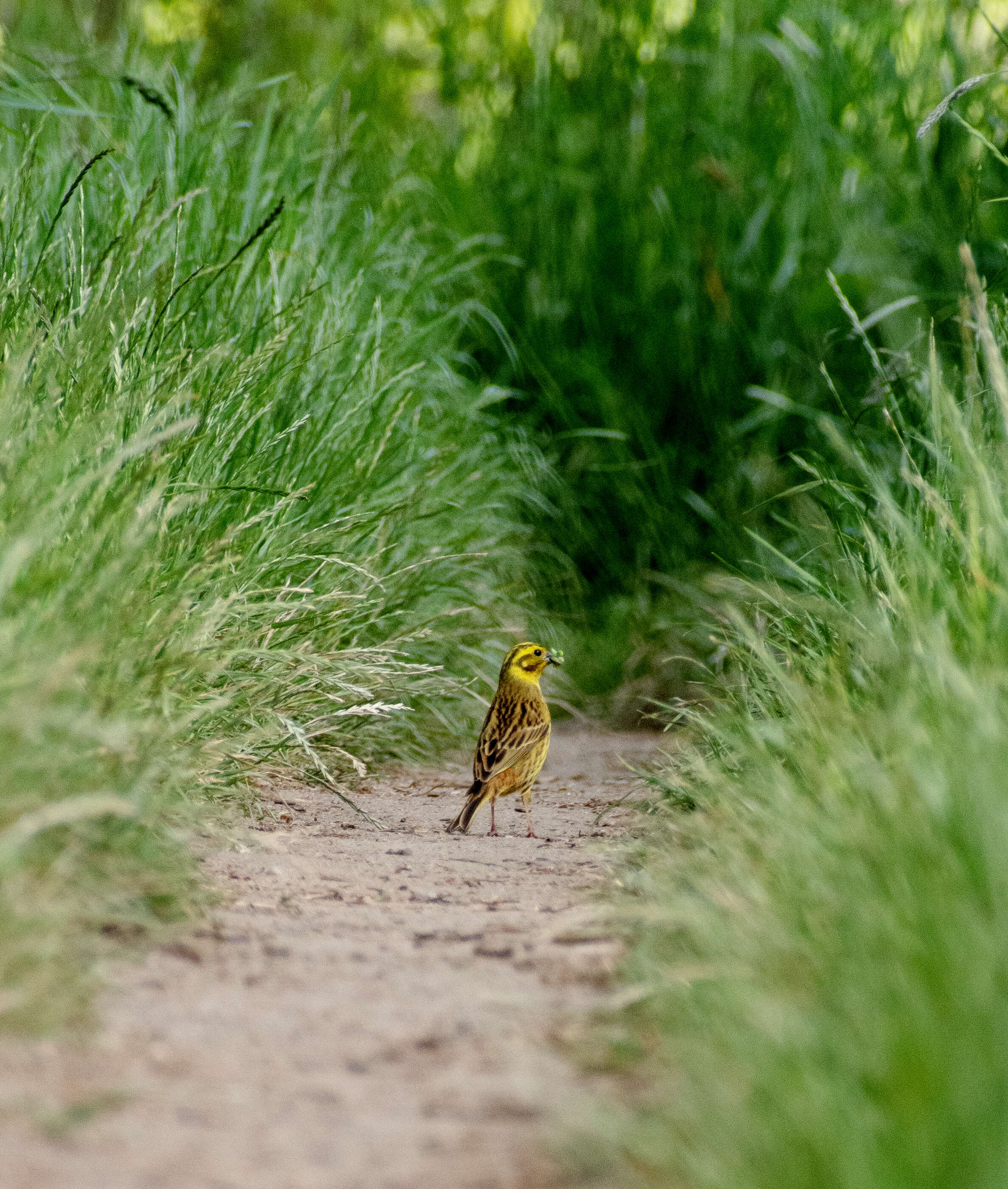 Image of Yellowhammer