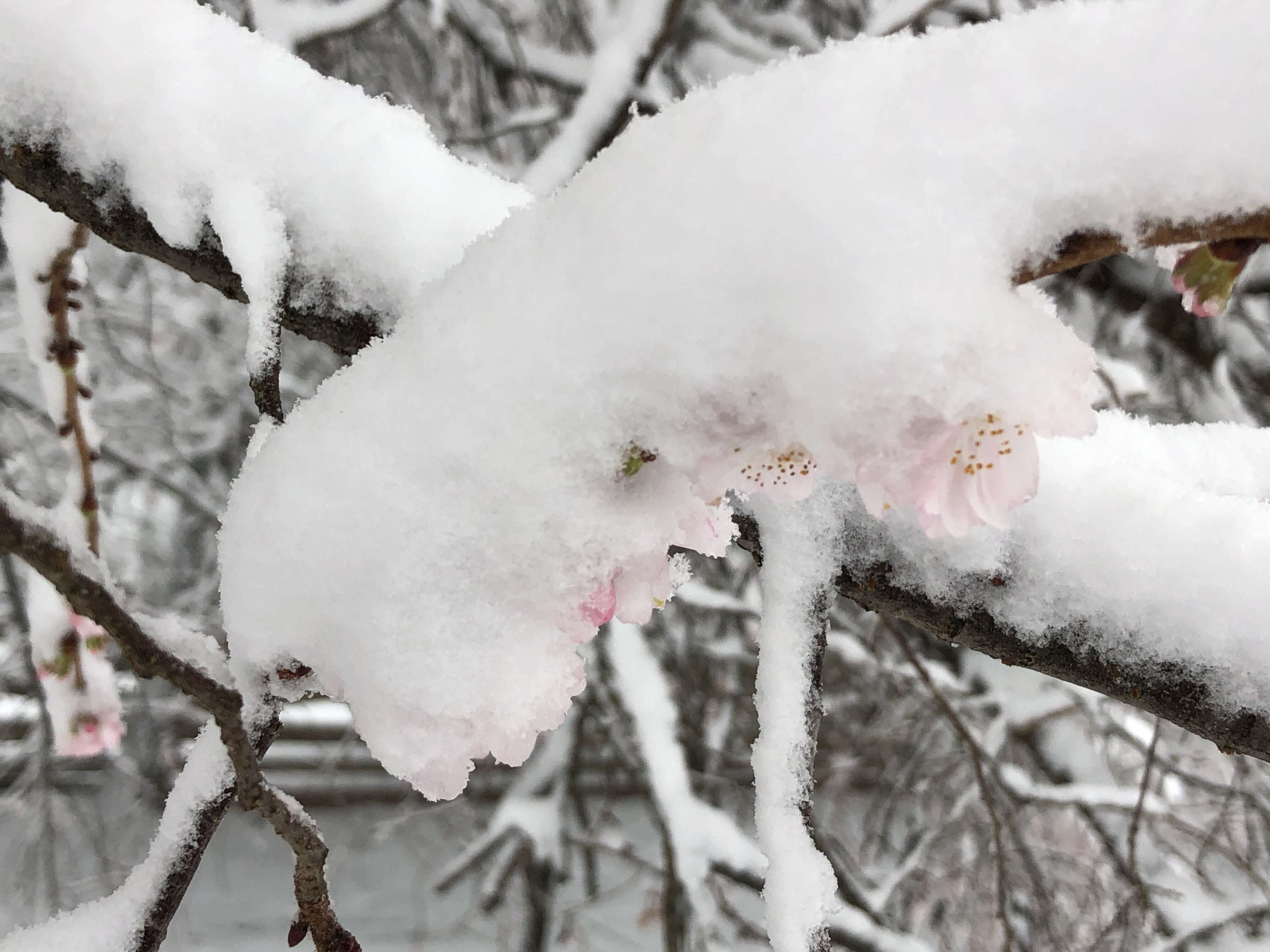 Plancia ëd Prunus subhirtella Miq.