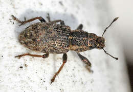 Image of Clover Root Weevil