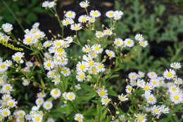 Image of eastern daisy fleabane