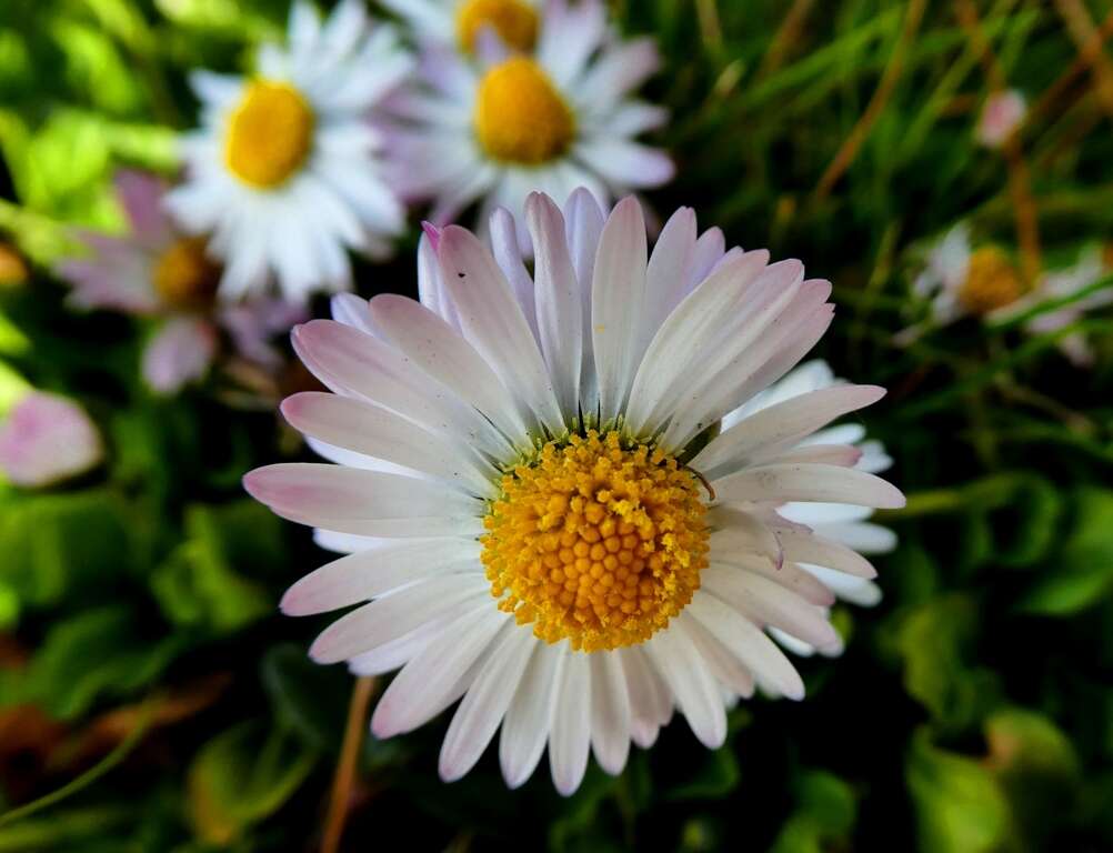 Image of Daisy