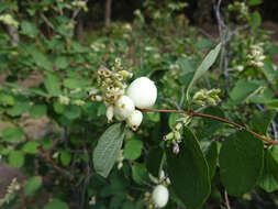 Image of western snowberry