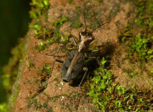 Image of Cylindera (Cylindera) dromicoides (Chaudoir 1852)