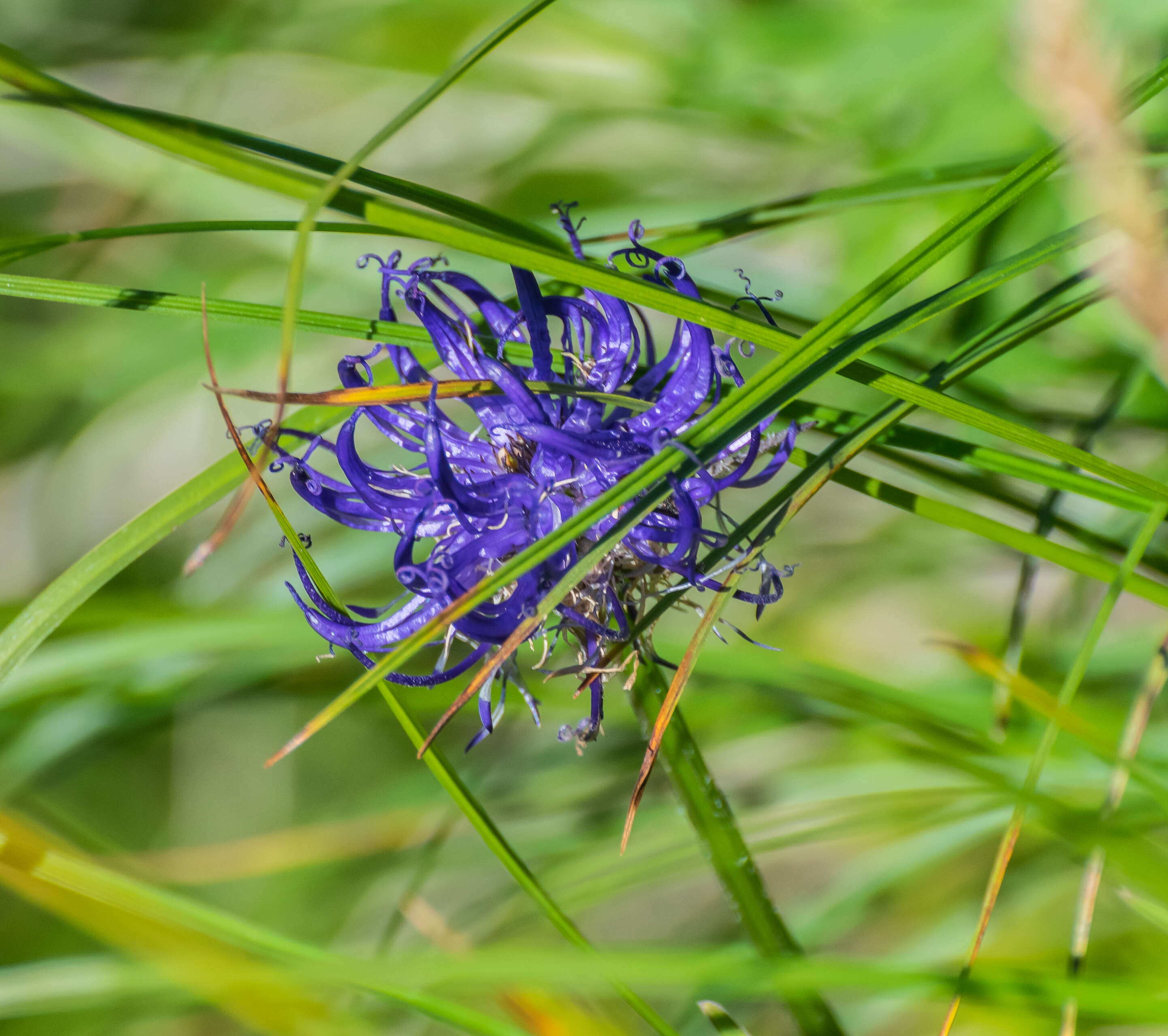 Image of Phyteuma orbiculare L.