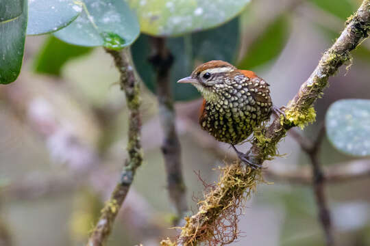 Image of Pearled Treerunner