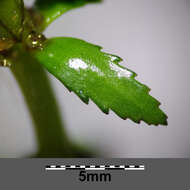 Image of twoleaf watermilfoil