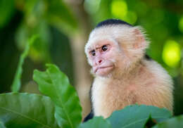 Image of Panama capuchin monkey