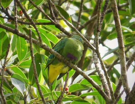 Image of Dwarf Fruit Dove