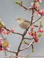 Image of Siberian Chiffchaff