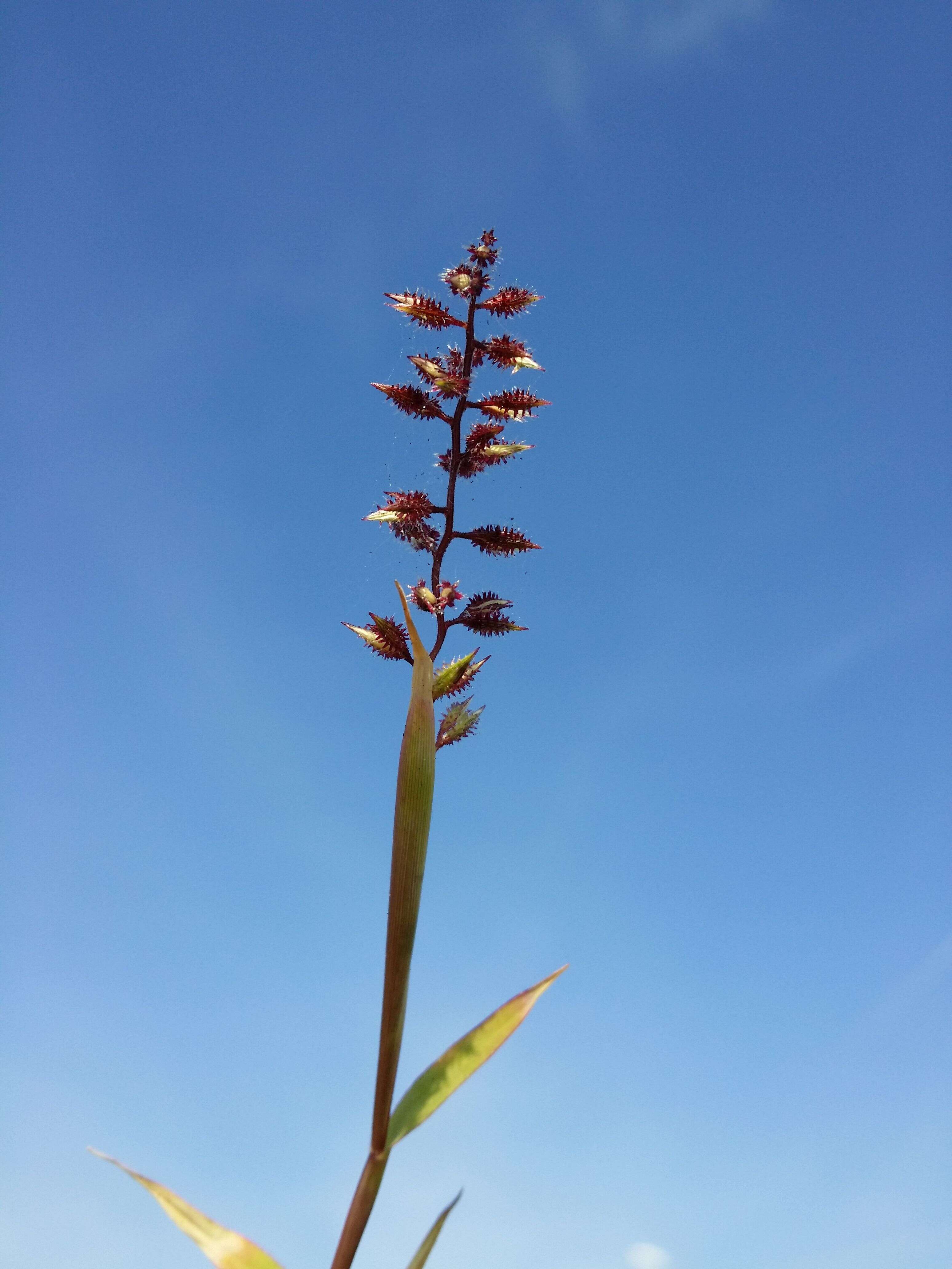 Image of stalked bur grass