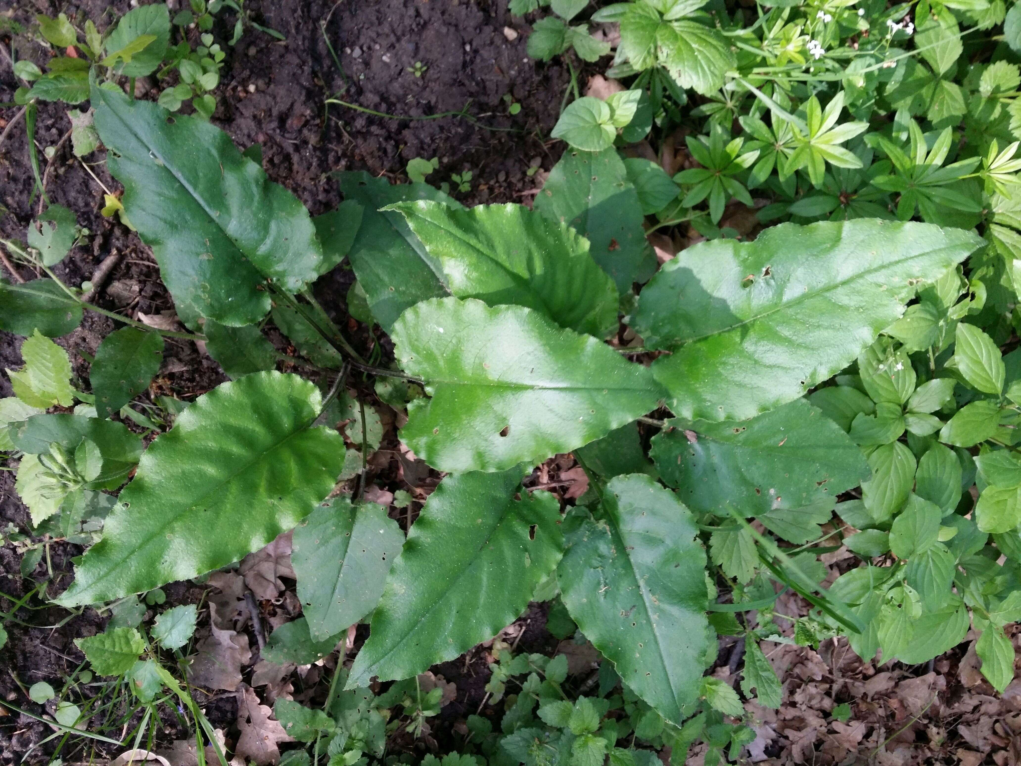 Image of Lungwort