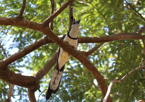 Image of Magpie-jay