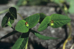 Image of sweet spurge