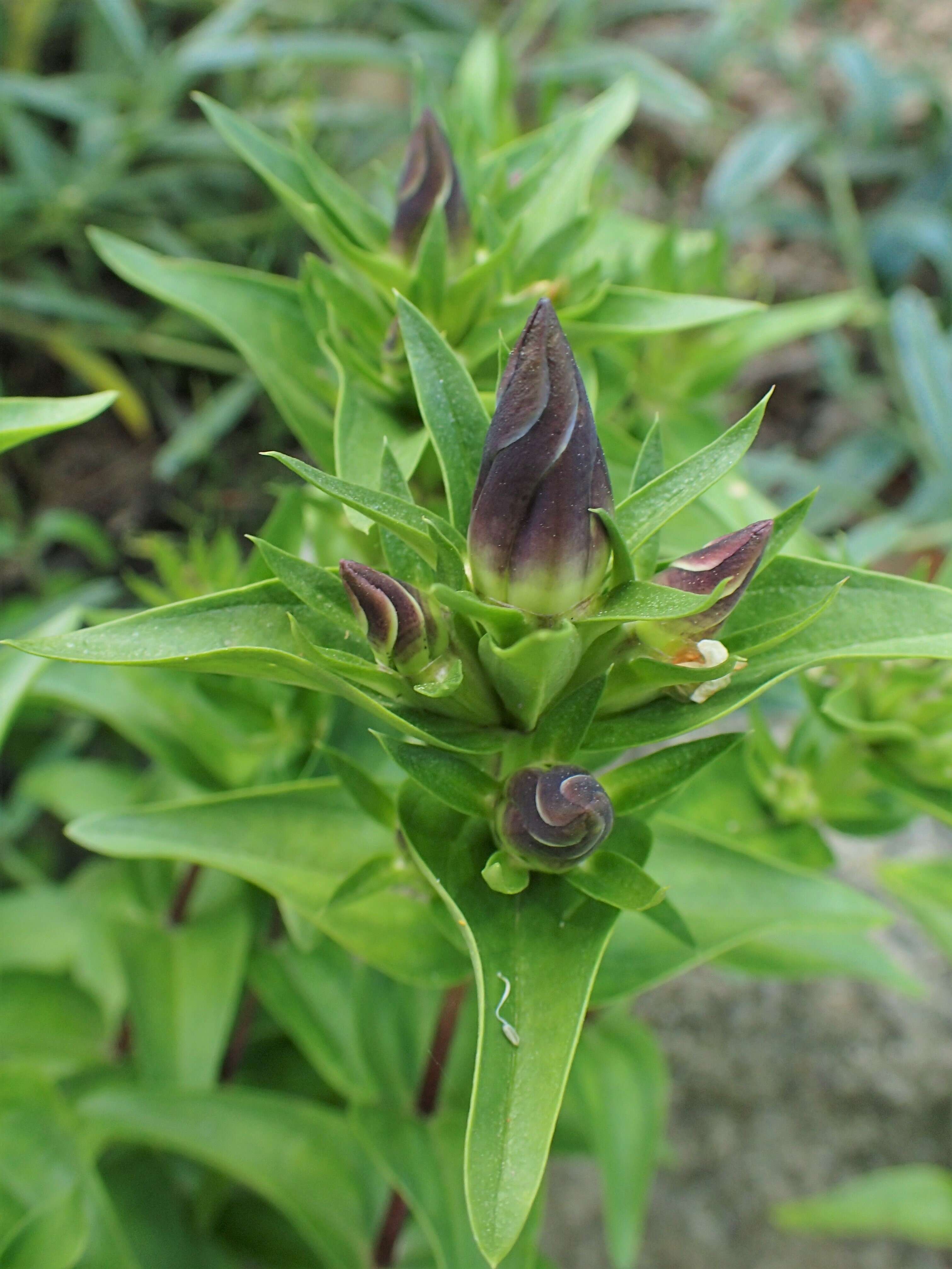 Image of crested gentian