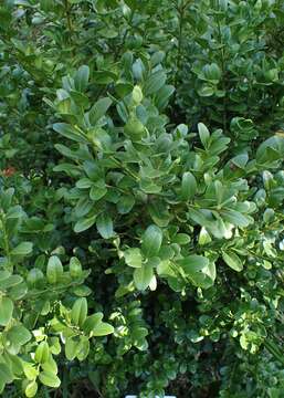 Image of Balearic boxwood