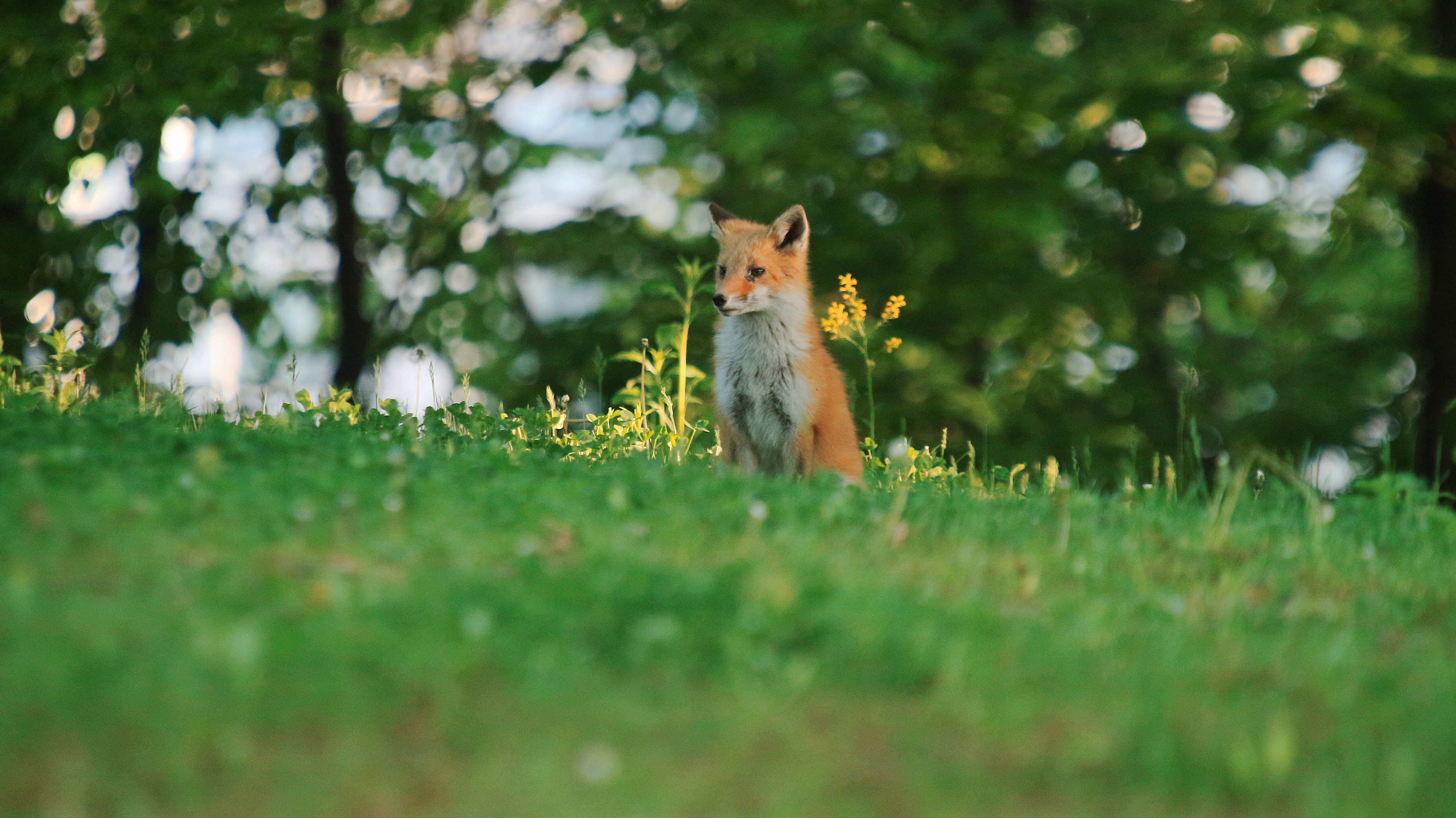 Vulpes vulpes schrencki Kishida 1924 resmi