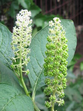 Image of Phytolacca acinosa Roxb.