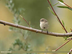 Image of Siberian Chiffchaff