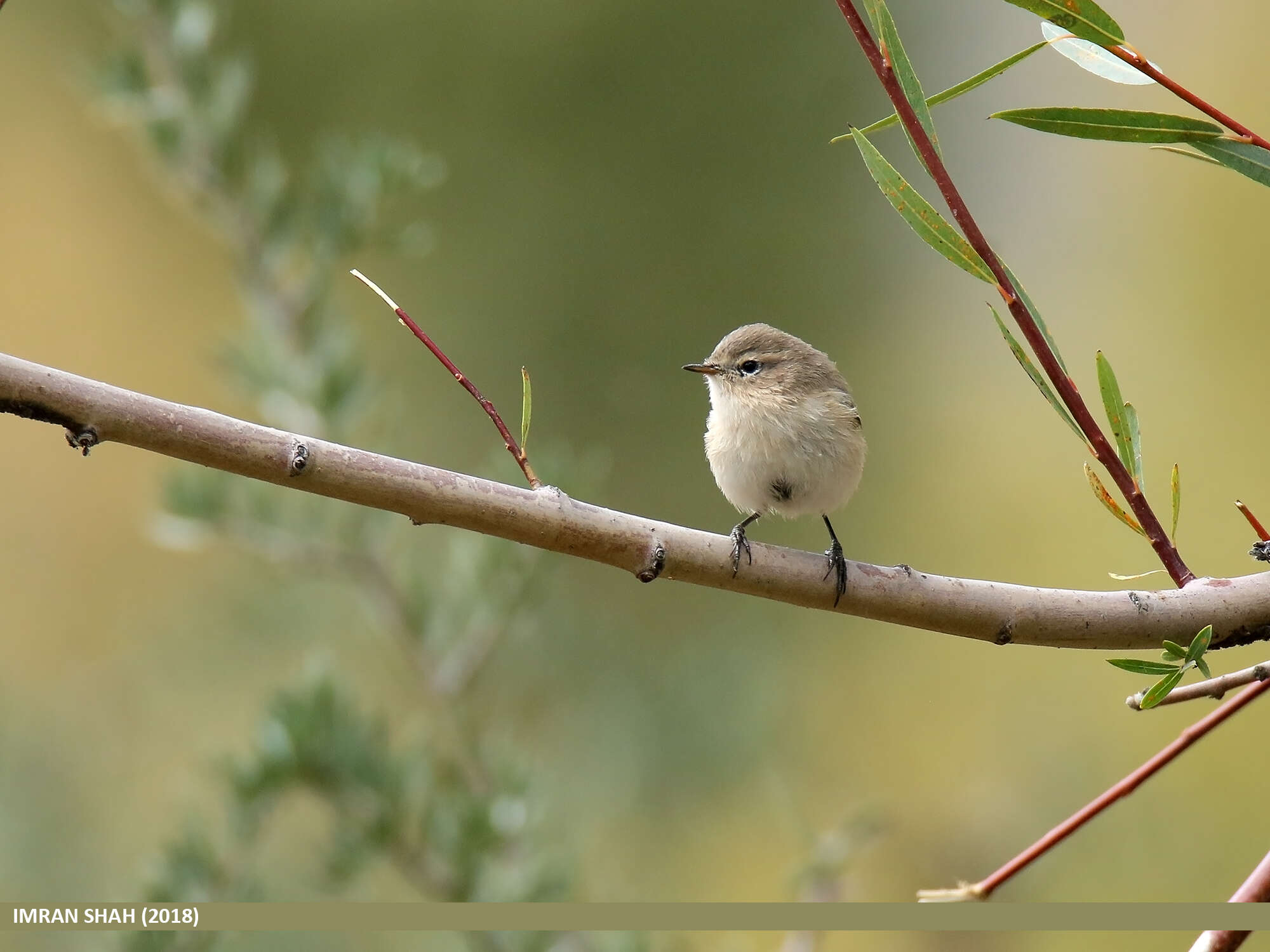 Image of Siberian Chiffchaff