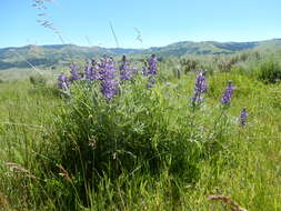 Imagem de Lupinus argenteus Pursh