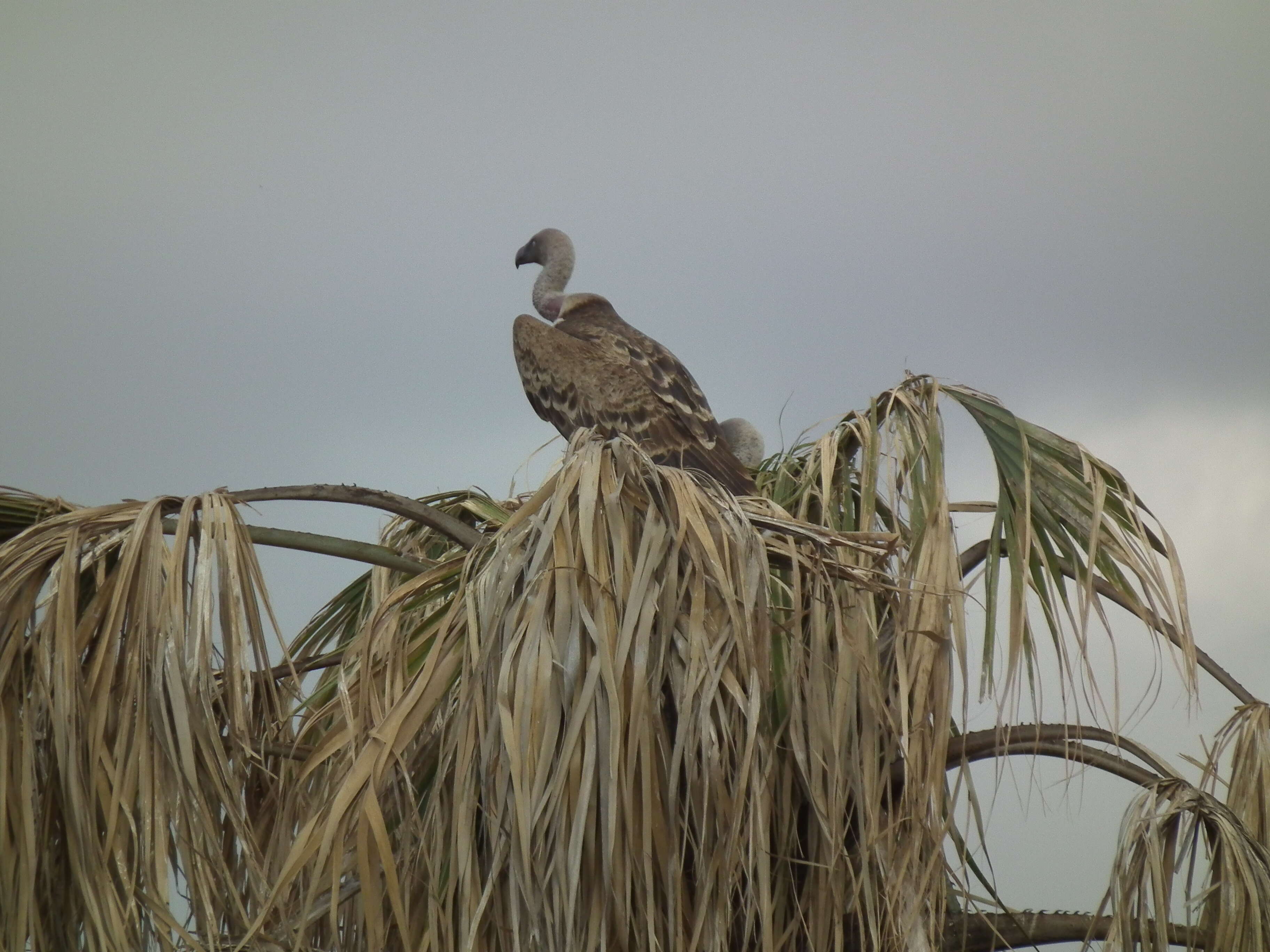 Image of Rueppell's Griffon