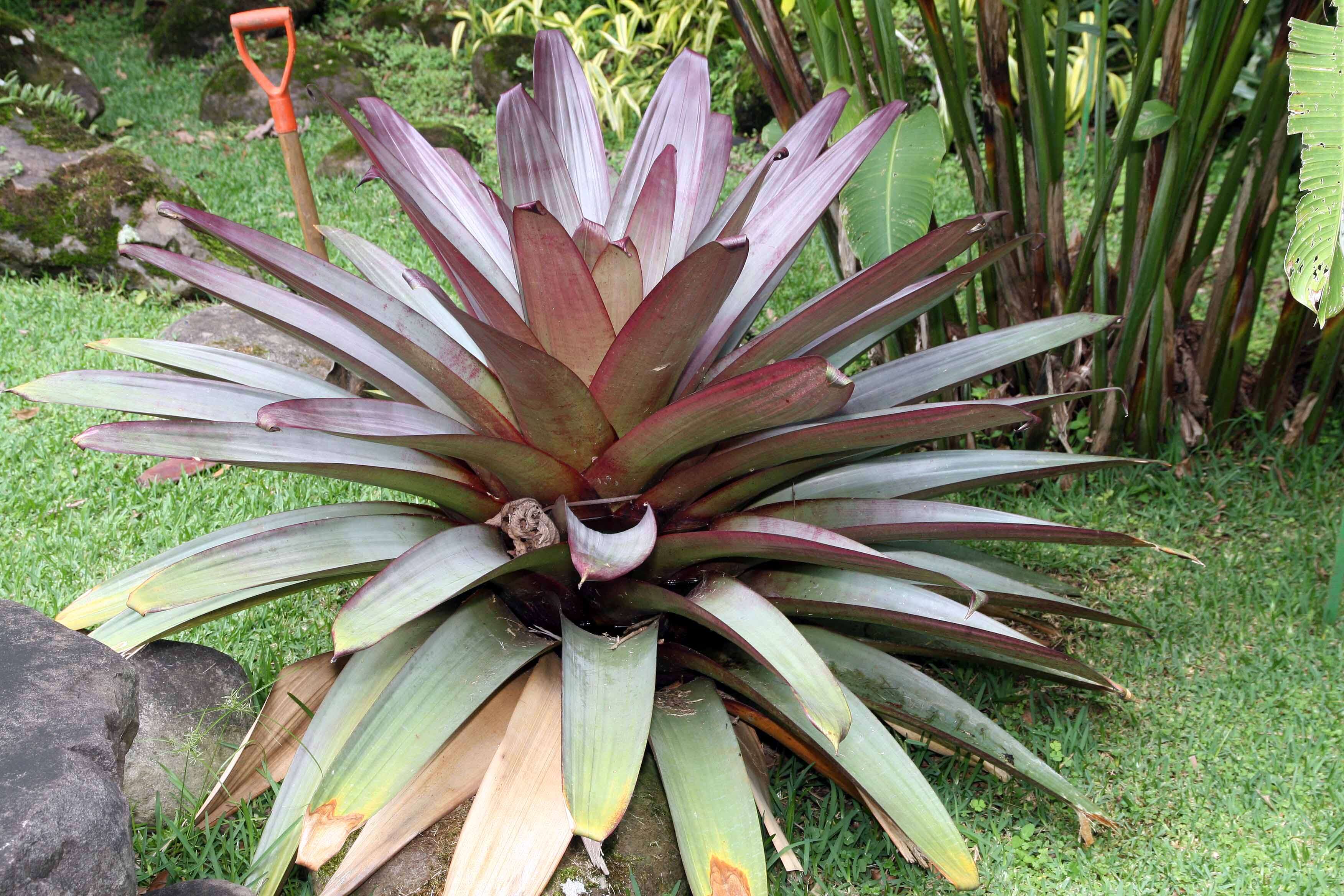 Image of Alcantarea imperialis (Carrière) Harms