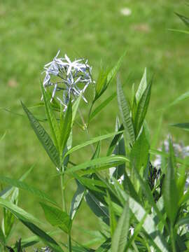 Plancia ëd Amsonia ciliata Walt.