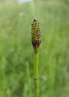 Image of boston horsetail