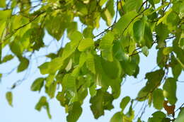Image of sal tree