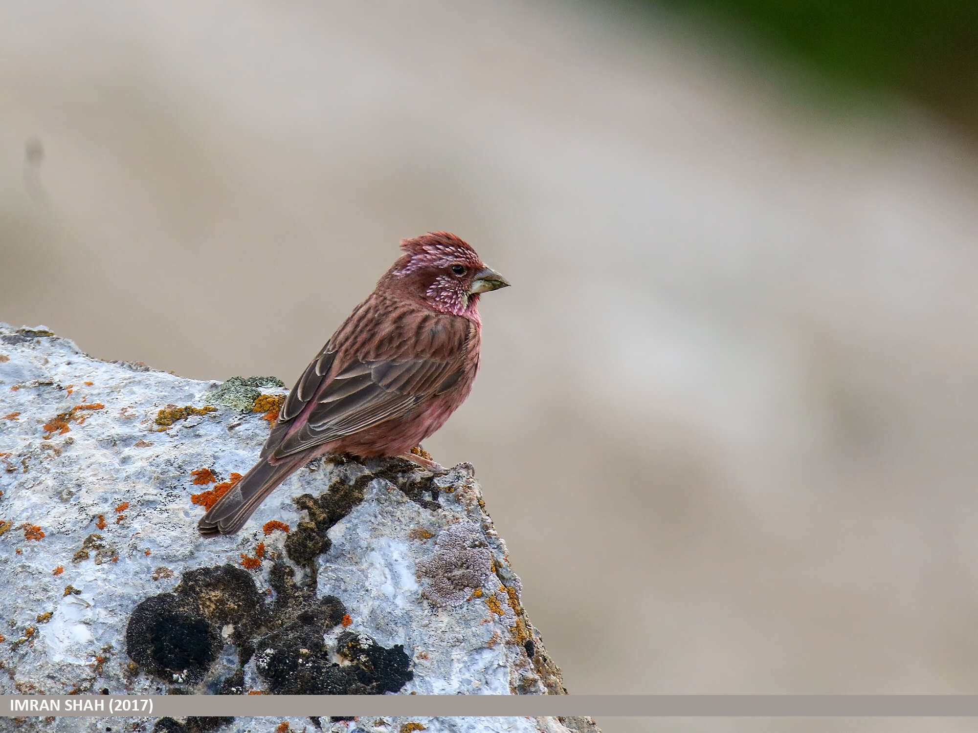 Plancia ëd Carpodacus rhodochlamys (Brandt & JF 1843)