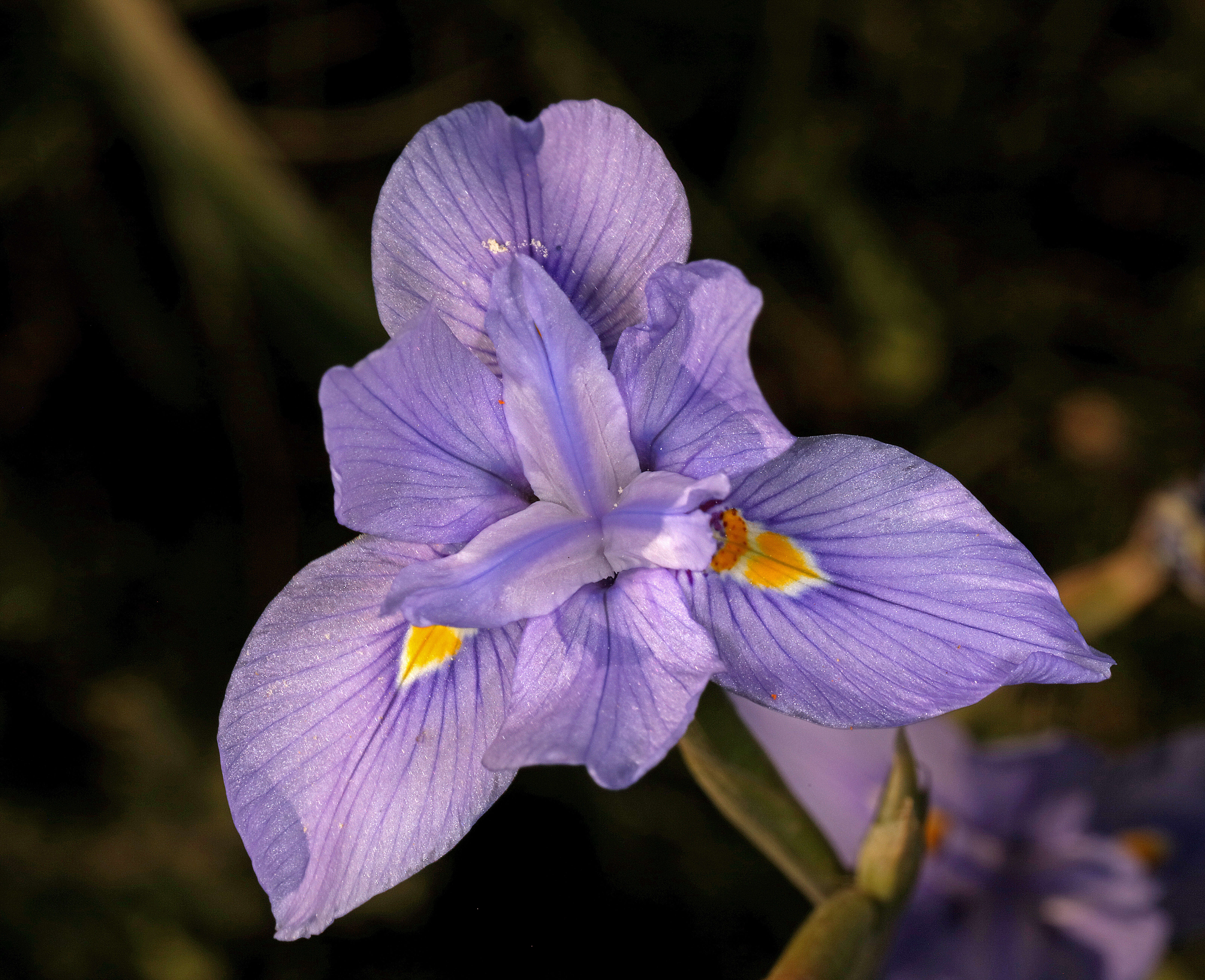 Image of blue-tulip