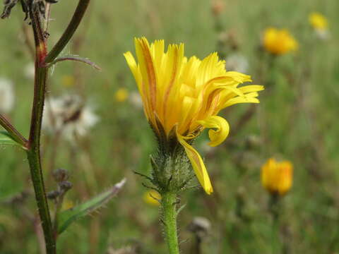 Image of hawkweed oxtongue