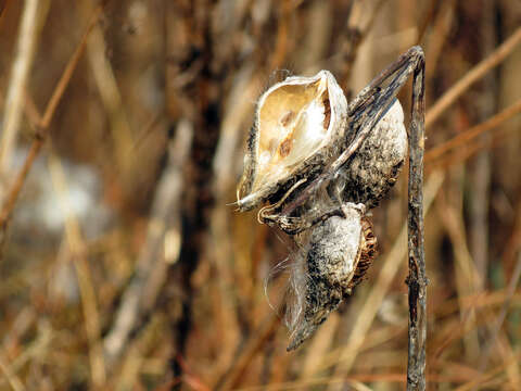 Image of common milkweed