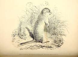 Image of Richardson's ground squirrel