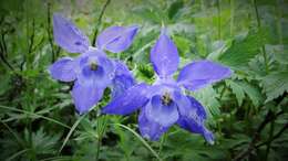 Image of Alpine Columbine